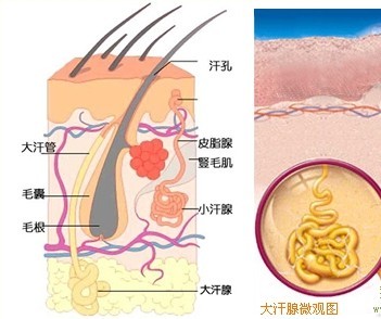 狐臭和腋臭的区别 腋臭病因.jpg